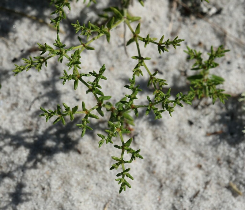 Paper Nailwort photo 2