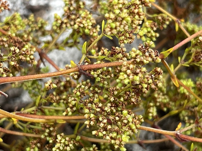 Paper Nailwort photo 3