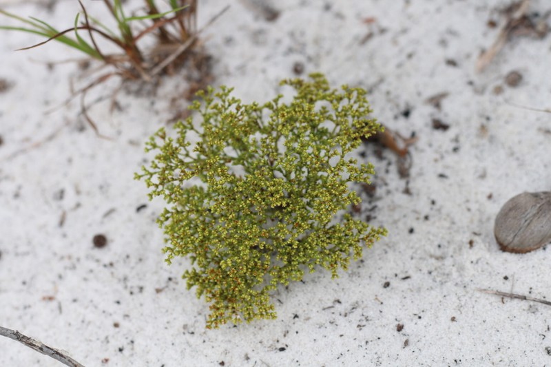 Paper Nailwort photo 5