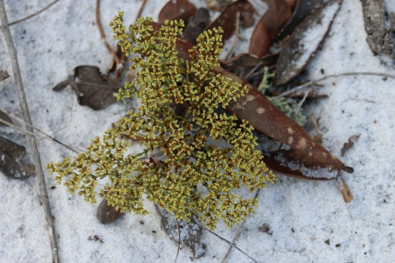 Paper Nailwort photo 7