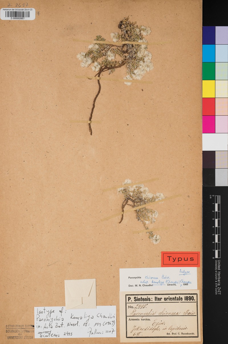 Paronychia chionaea subsp. kemaliya
