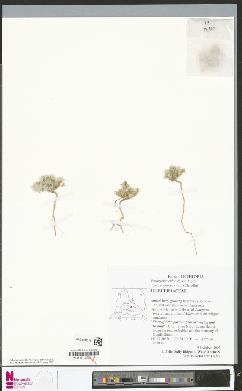 Paronychia chlorothyrsa var. erythraea