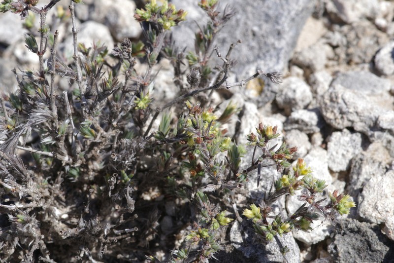 Rio Grande Nailwort photo 3