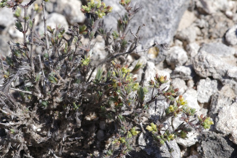 Rio Grande Nailwort photo 4