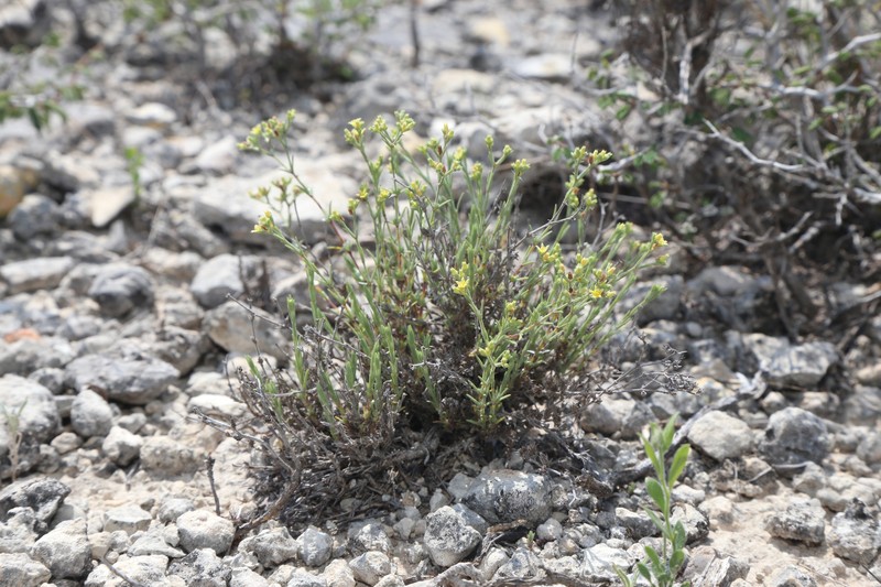 Rio Grande Nailwort photo 5