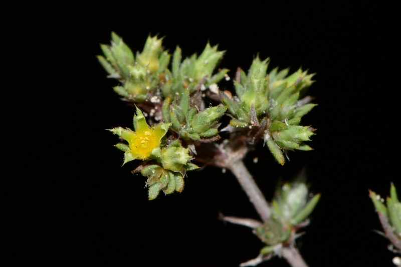Rio Grande Nailwort photo 6