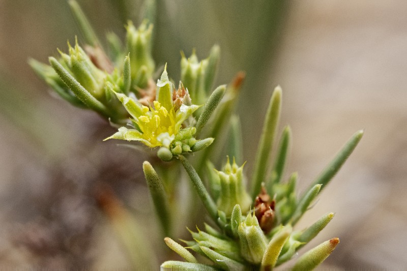 Spreading Nailwort photo 2