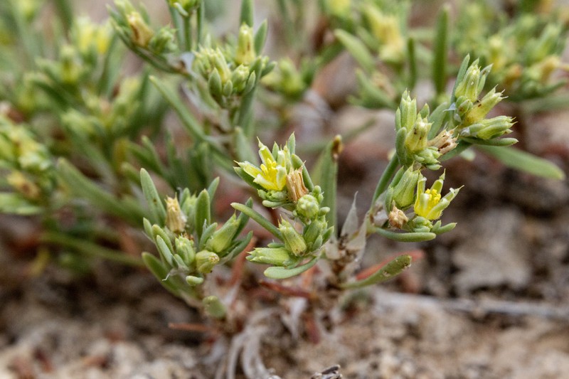 Spreading Nailwort photo 3