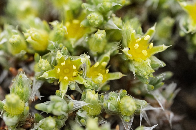 Spreading Nailwort photo 4