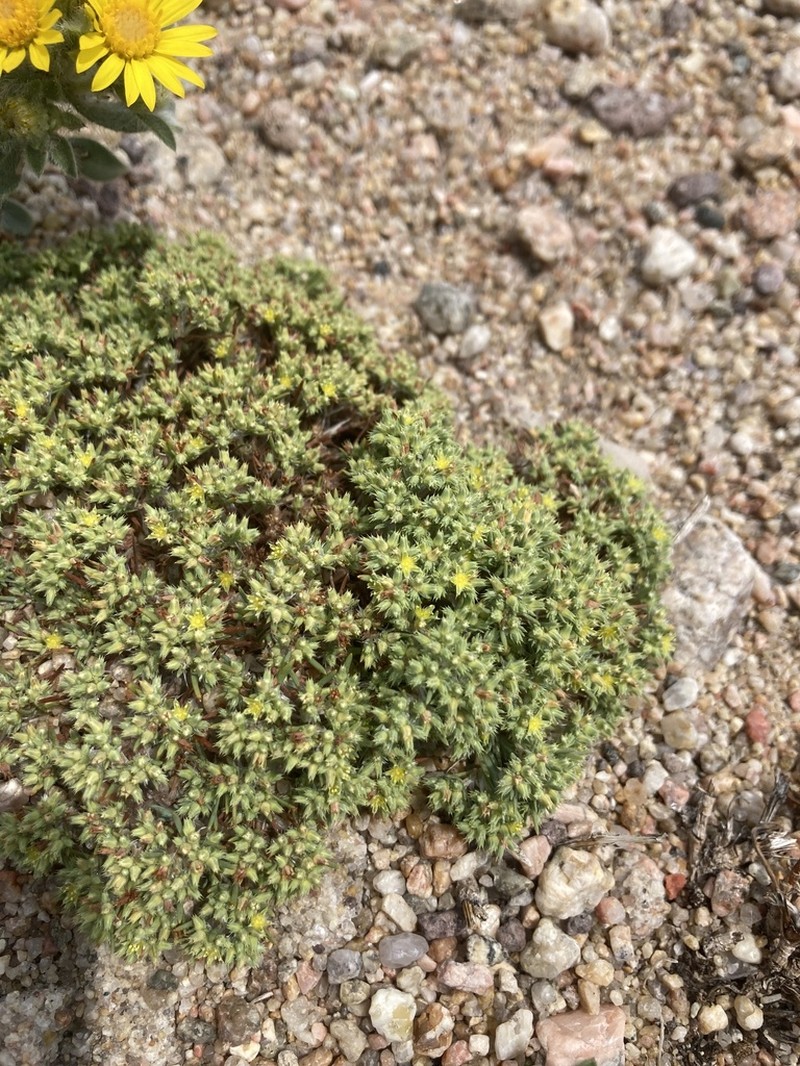 Spreading Nailwort