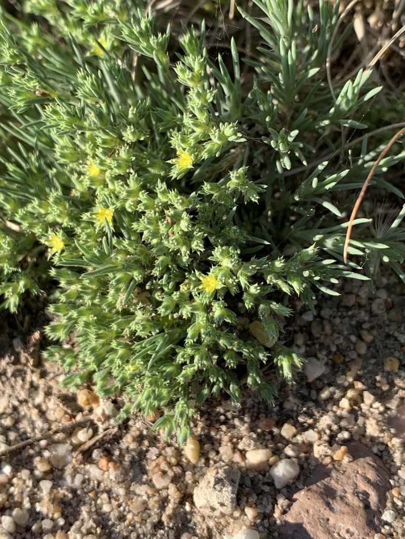 Spreading Nailwort photo 2