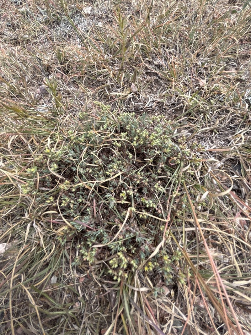 Spreading Nailwort photo 3