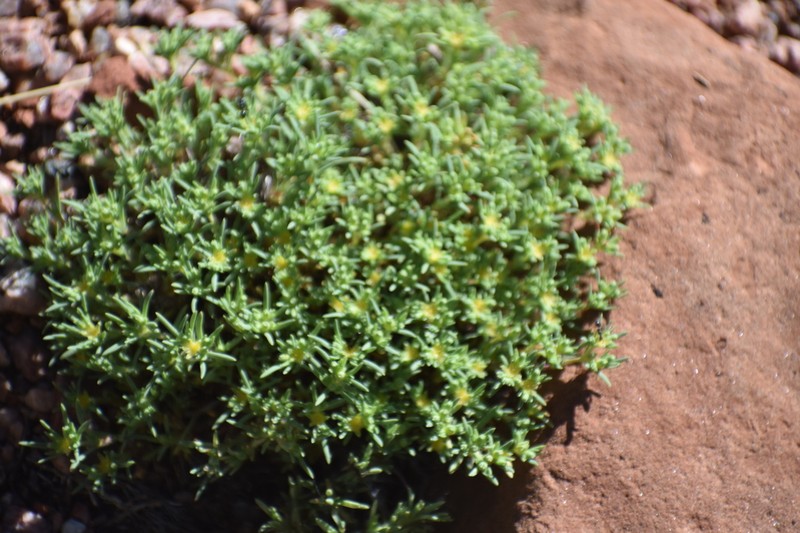 Spreading Nailwort photo 4