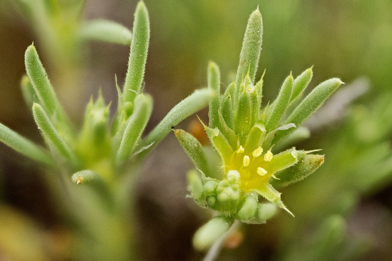 Spreading Nailwort photo 5