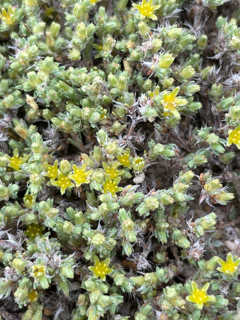 Spreading Nailwort photo 6