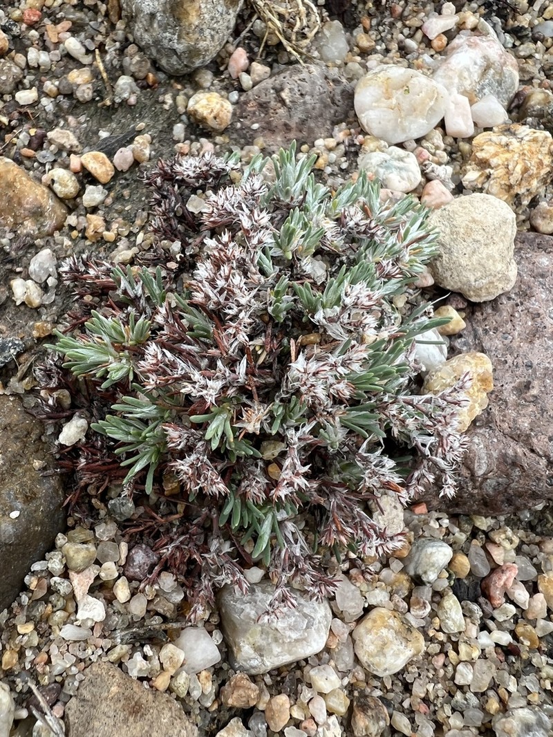 Spreading Nailwort photo 7