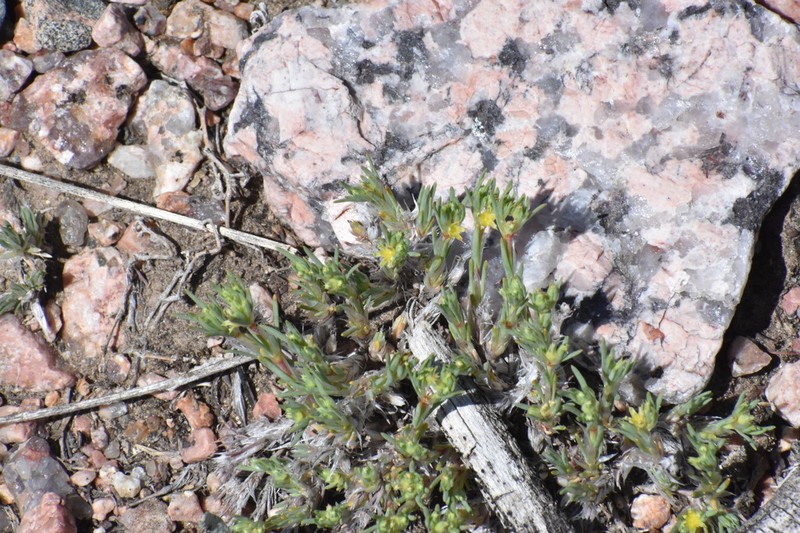 Spreading Nailwort photo 8