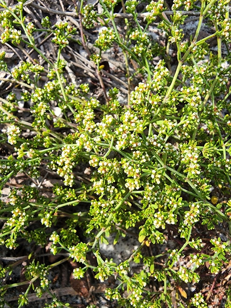 Paronychia discoveryi photo 2