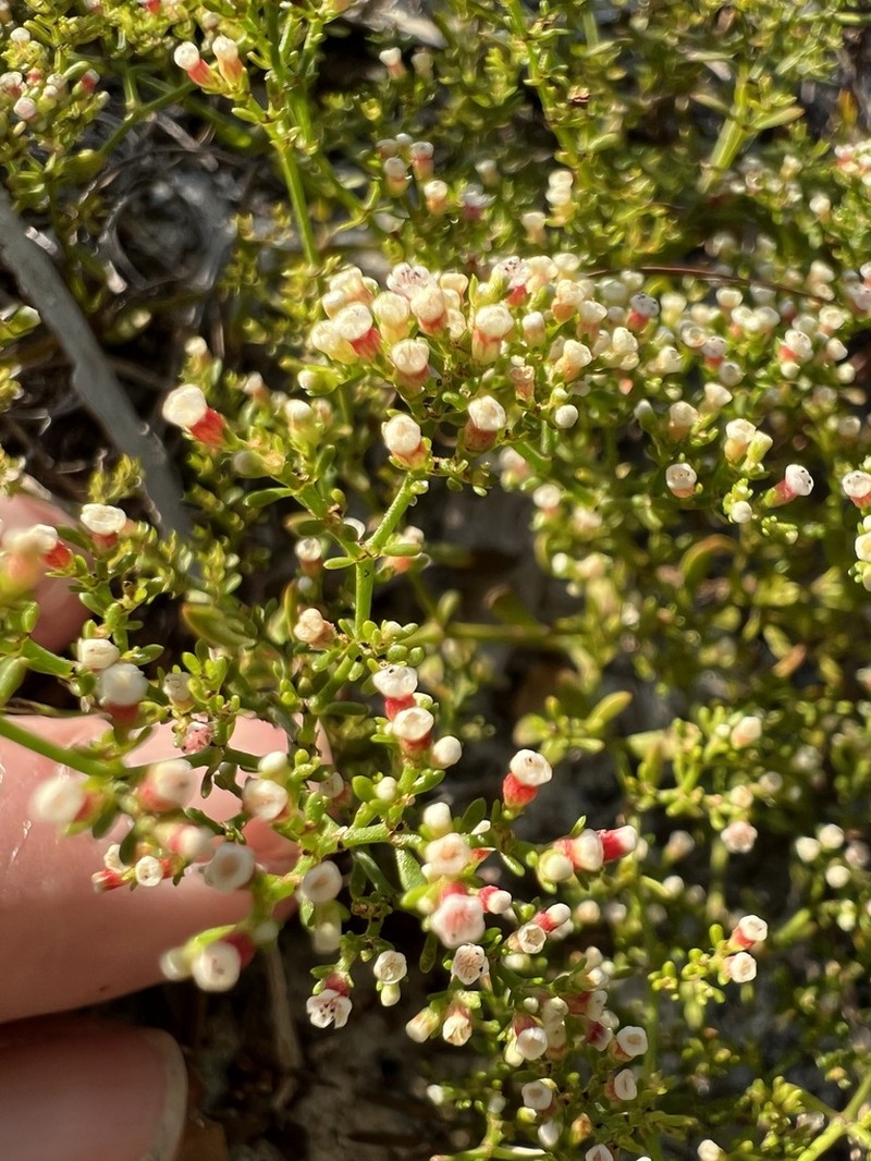 Paronychia discoveryi photo 3