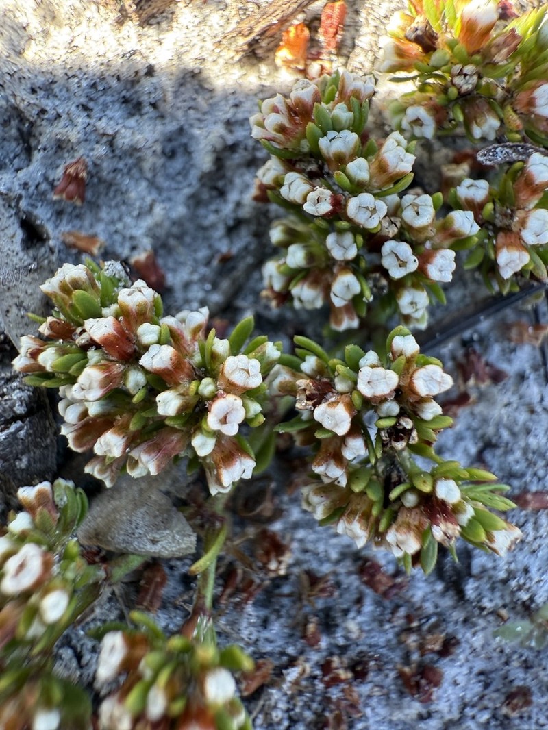 Paronychia discoveryi photo 4