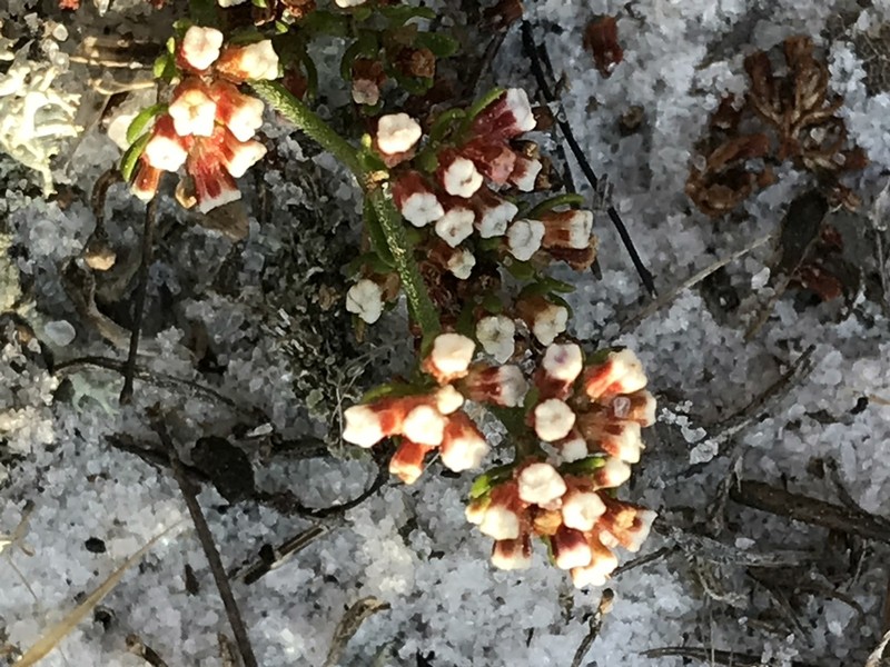 Paronychia discoveryi photo 5