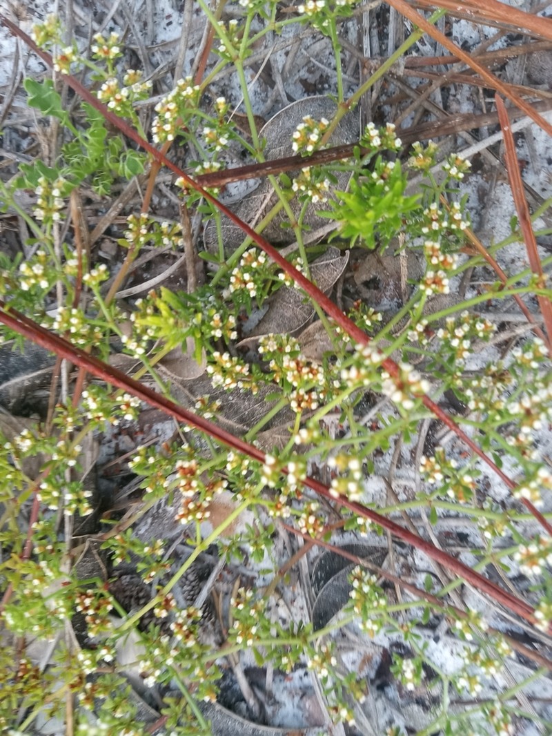 Paronychia discoveryi photo 6