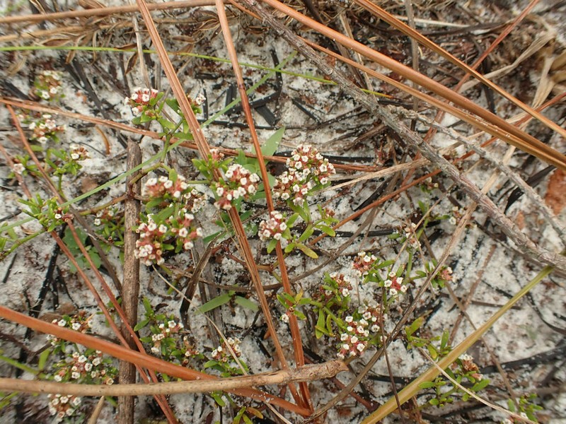 Paronychia discoveryi photo 7