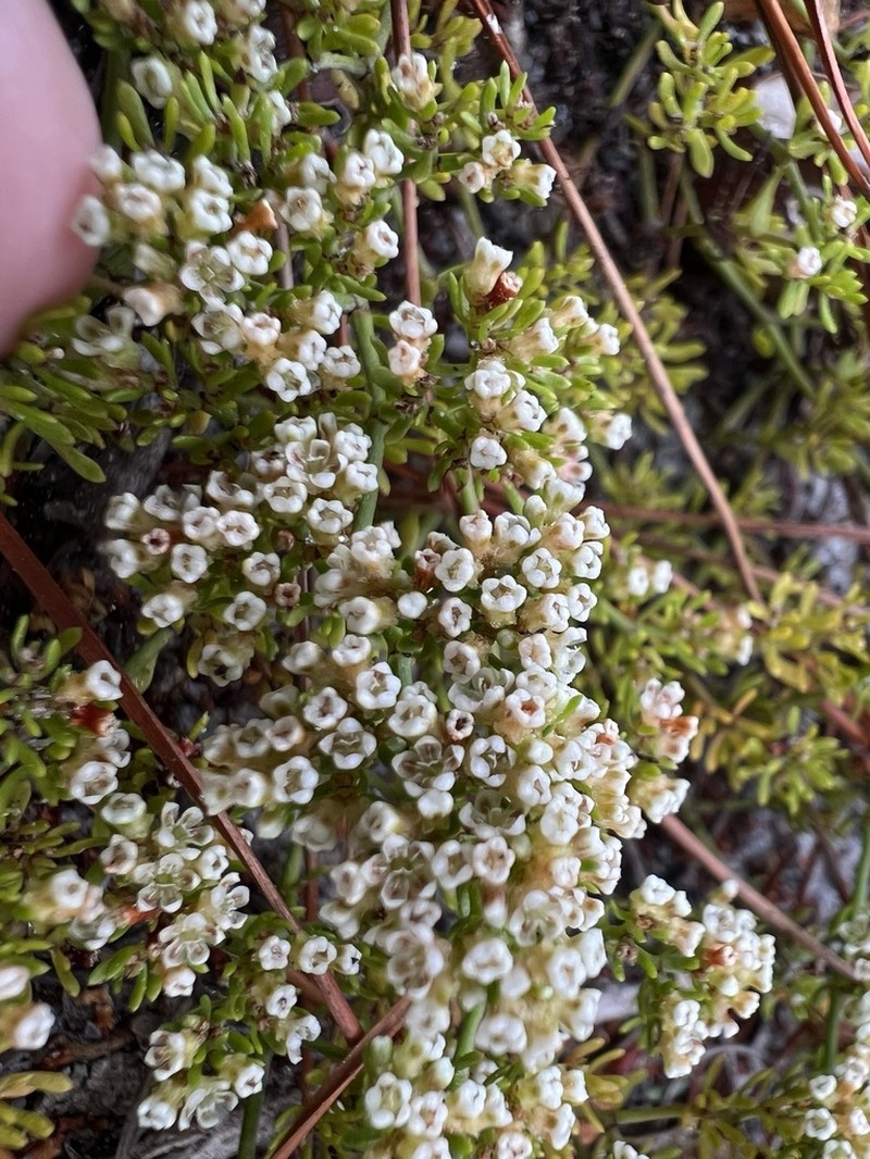 Paronychia discoveryi photo 8