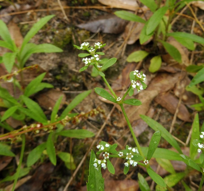 Drummond's Nailwort