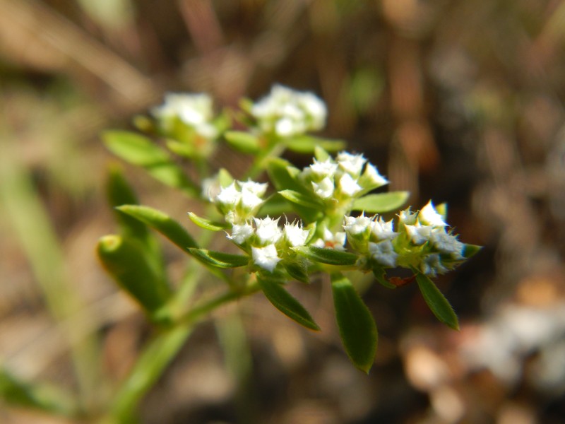 Drummond's Nailwort photo 3