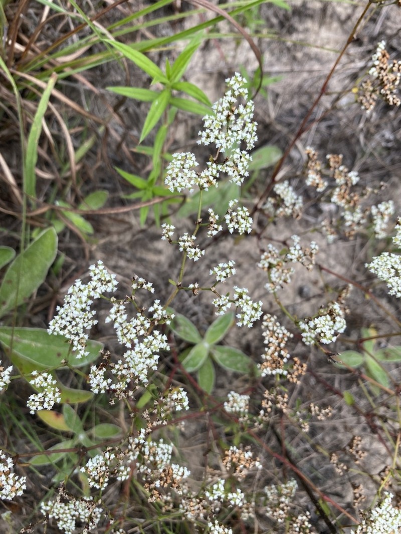 Drummond's Nailwort photo 3