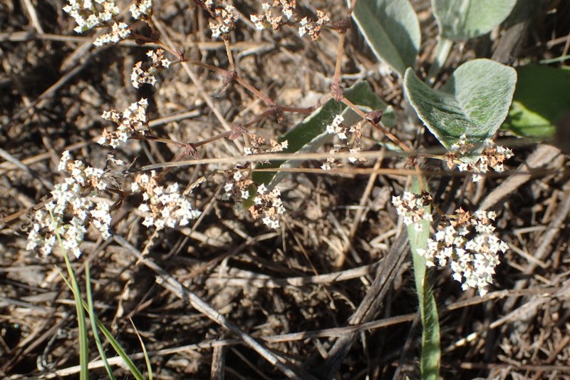Drummond's Nailwort photo 4