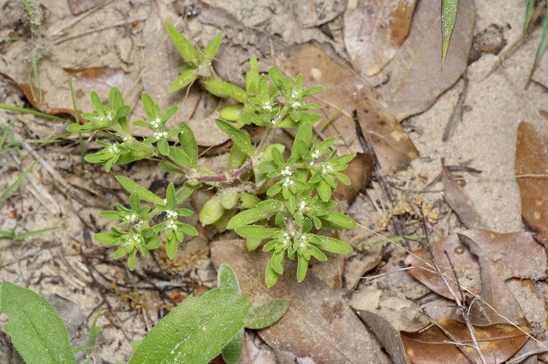 Drummond's Nailwort photo 5