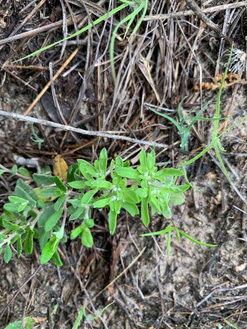 Drummond's Nailwort photo 6