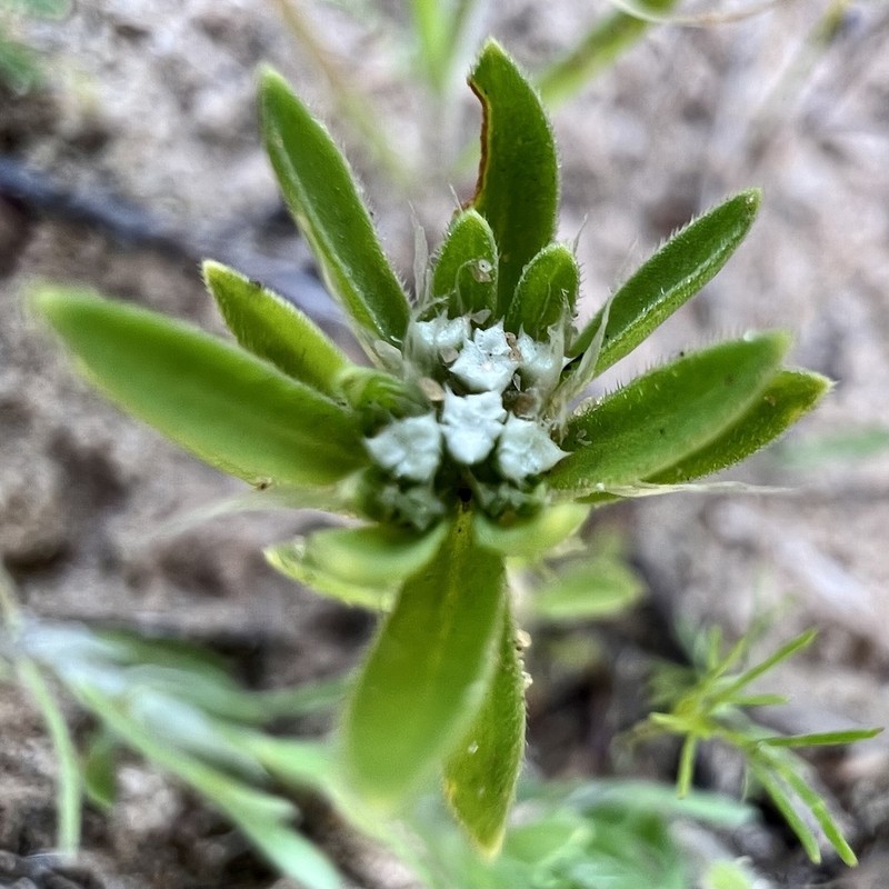 Drummond's Nailwort photo 7
