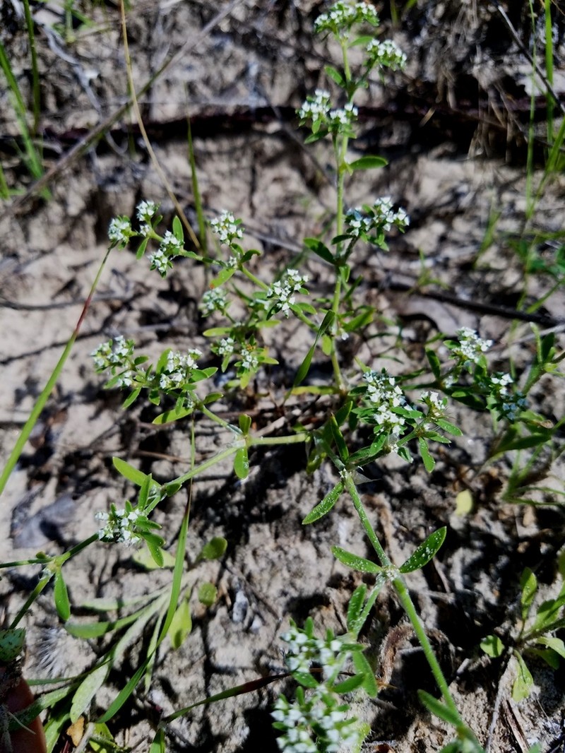 Drummond's Nailwort photo 8