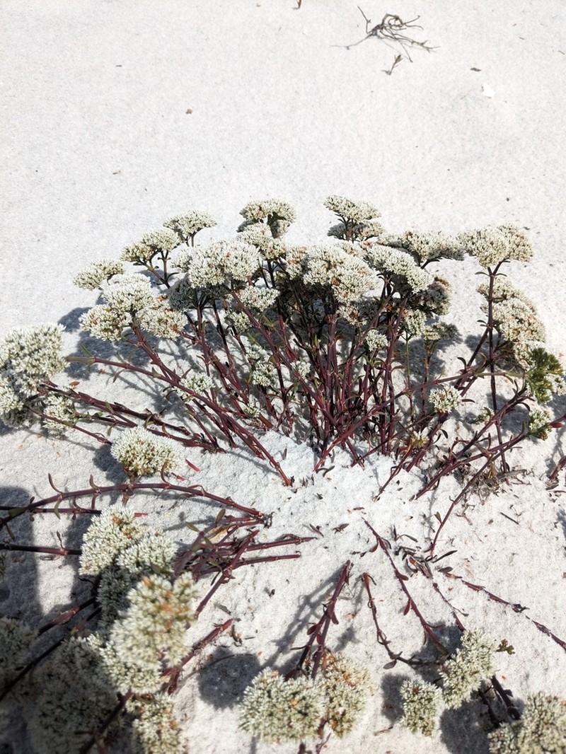 Squareflower photo 5