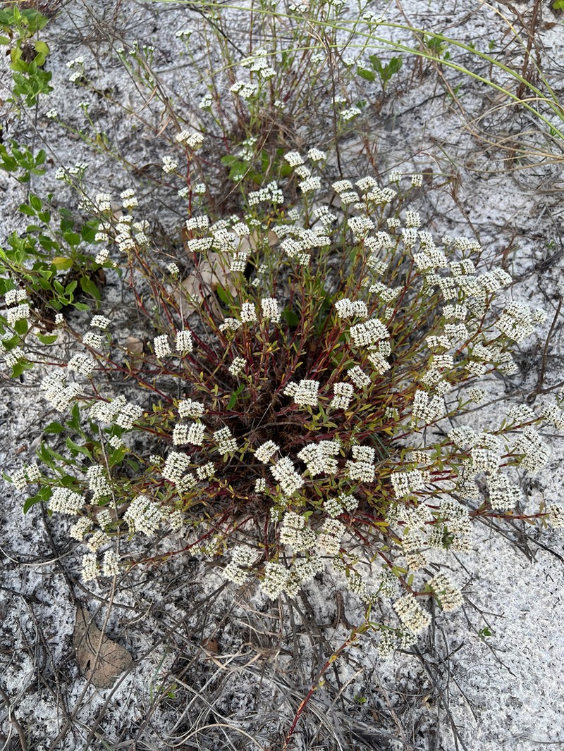 Squareflower photo 7