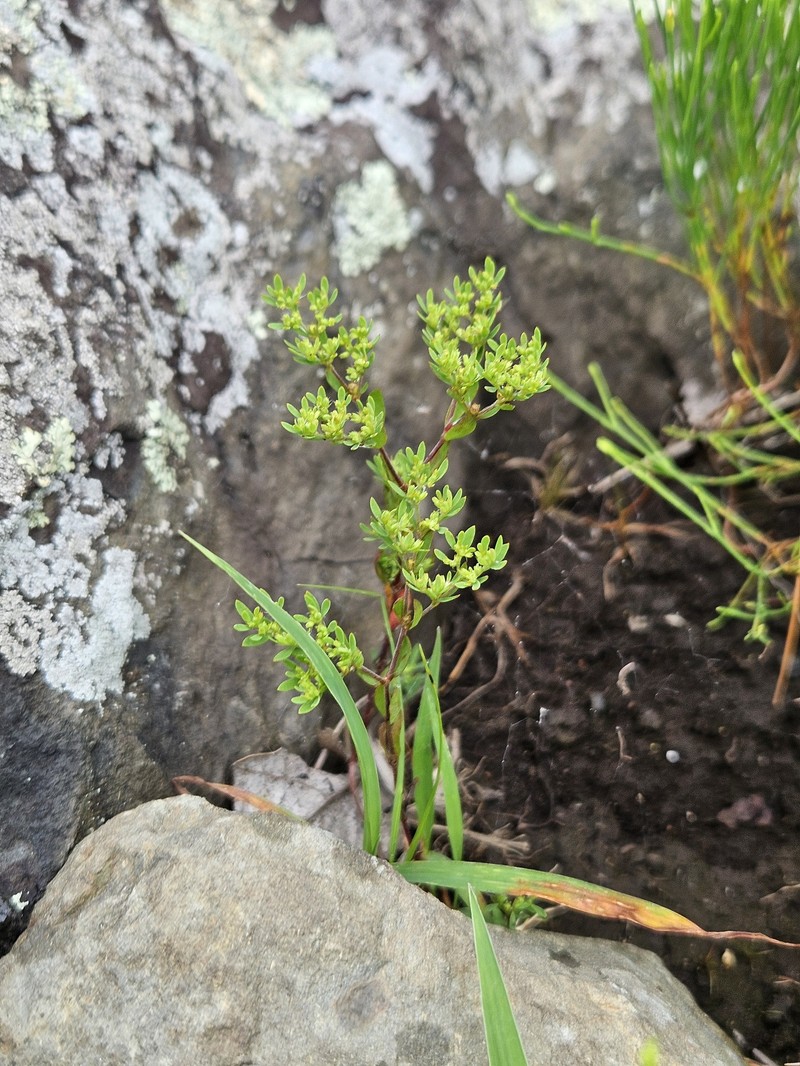Hairy Forked Nailwort