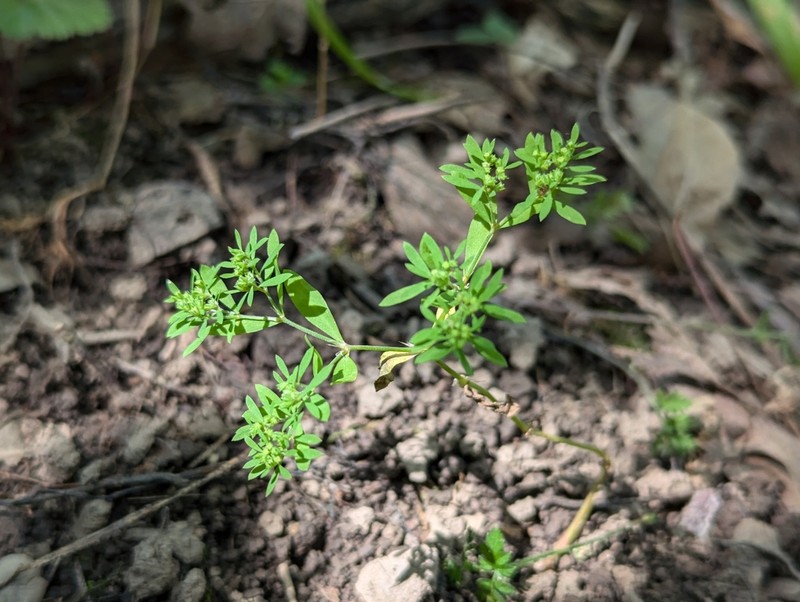 Hairy Forked Nailwort photo 2
