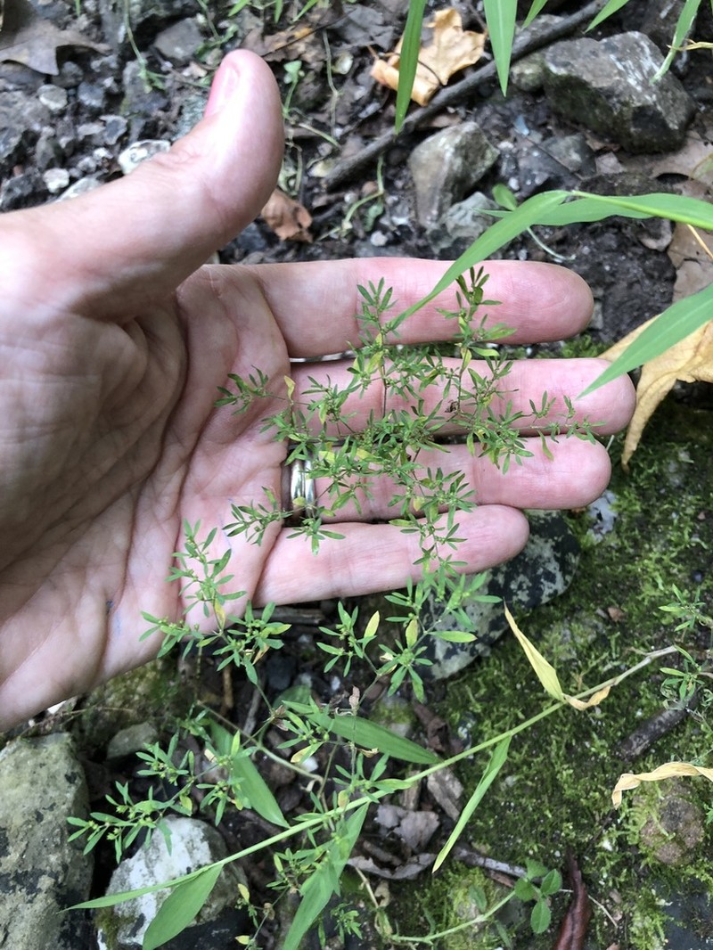 Hairy Forked Nailwort photo 3