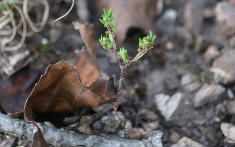 Hairy Forked Nailwort photo 5