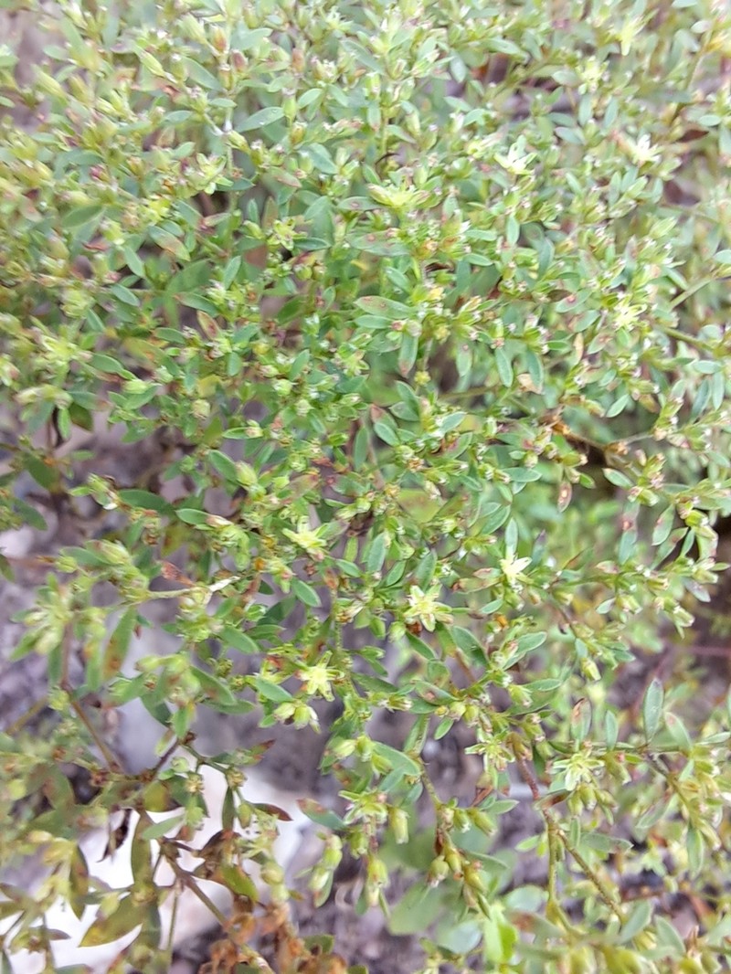 Hairy Forked Nailwort photo 7