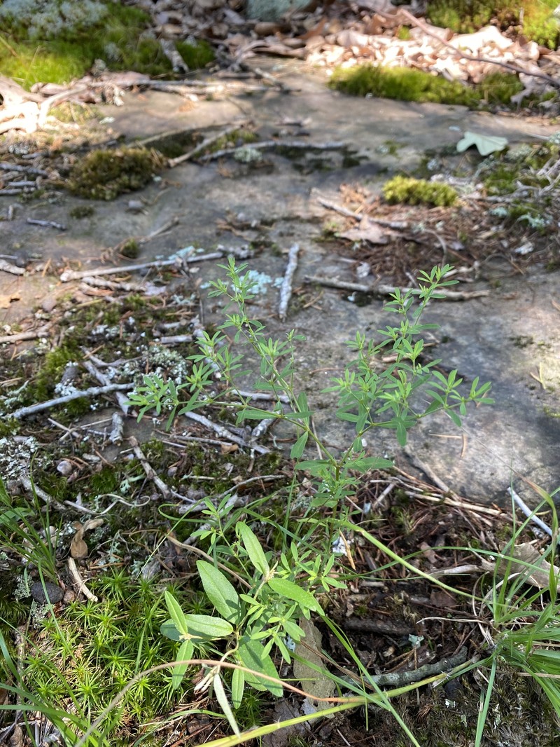 Paronychia fastigiata var. fastigiata