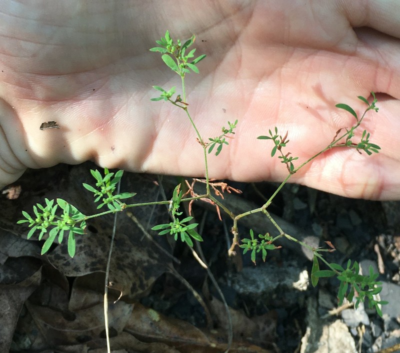 Paronychia fastigiata var. fastigiata photo 2