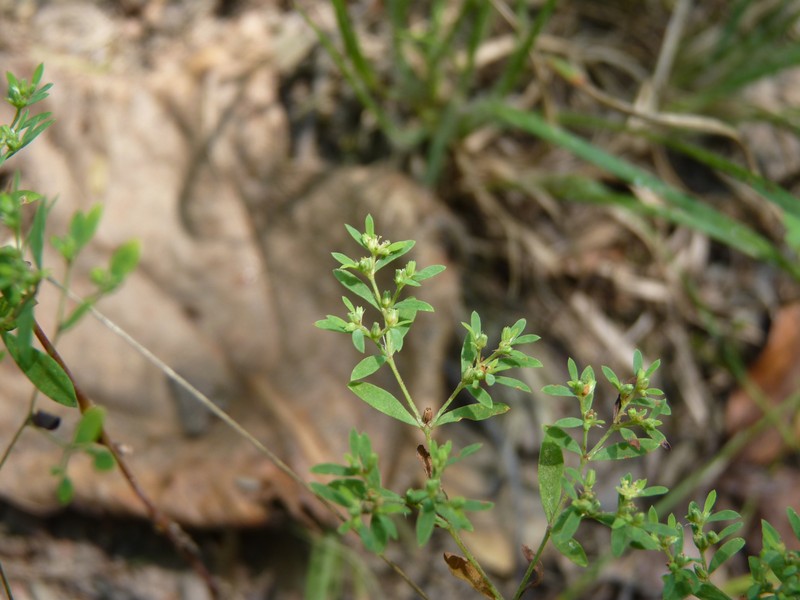 Paronychia fastigiata var. fastigiata photo 3