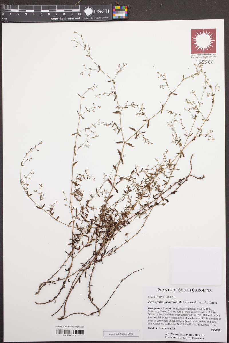 Paronychia fastigiata var. fastigiata photo 4
