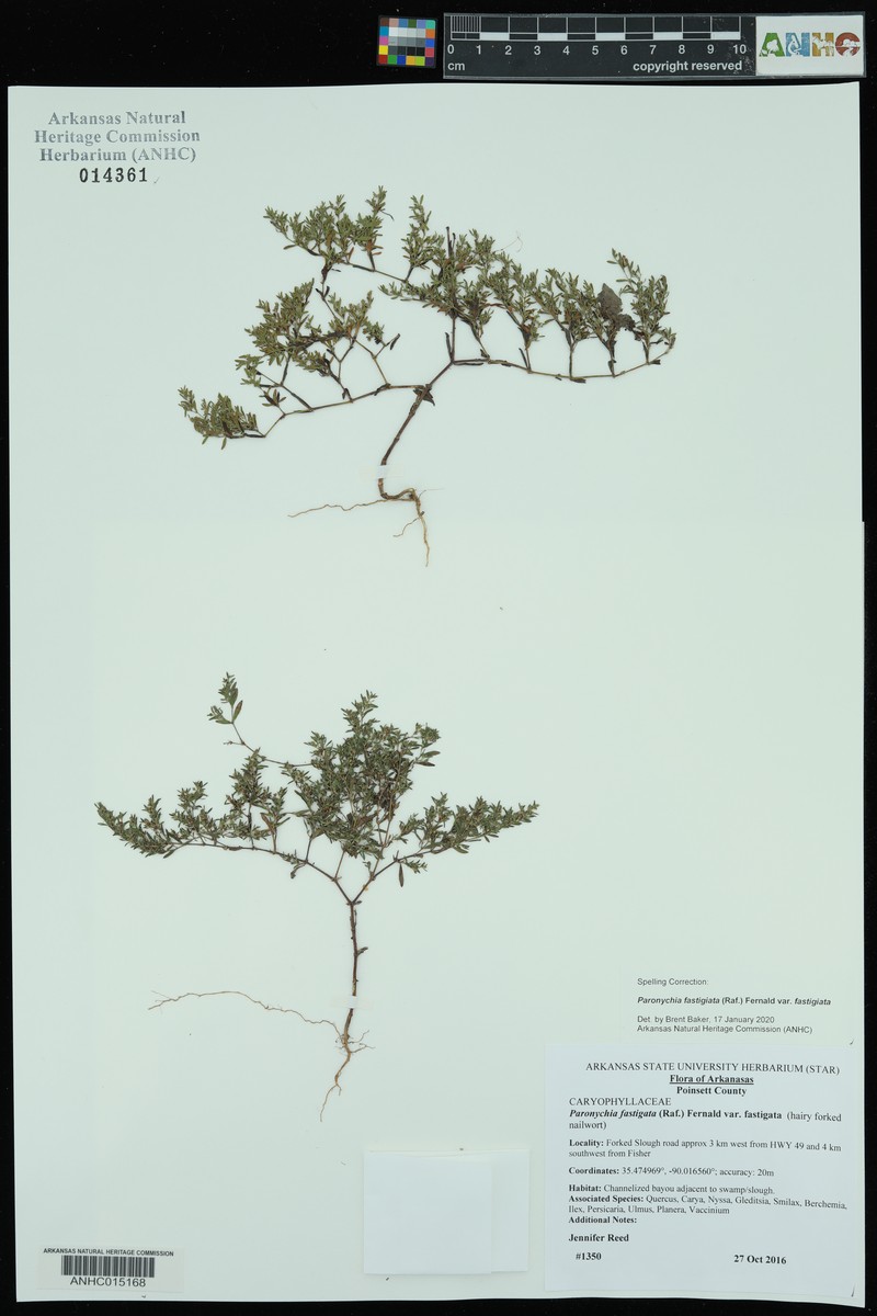 Paronychia fastigiata var. fastigiata photo 5