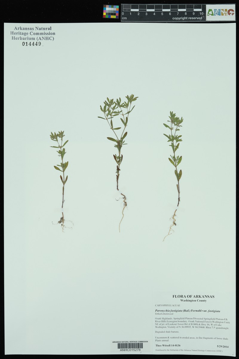 Paronychia fastigiata var. fastigiata photo 6