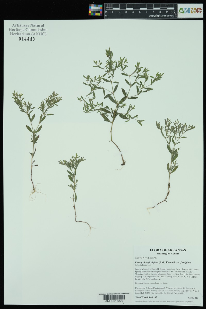 Paronychia fastigiata var. fastigiata photo 7